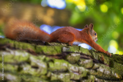 Red squirrel on a tree, with a beautiful bokeh in the background. Low depth of sharpness. © maykal