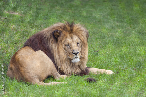 Fototapeta Naklejka Na Ścianę i Meble -  Lion ( big cat, male) lying on the grass.