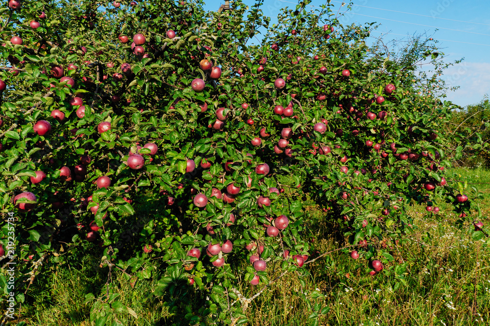 Apples ripen in the trees. Background.