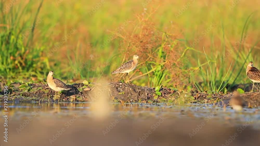 sandpipers at sunset on the lake sandpipers at sunset on the lake