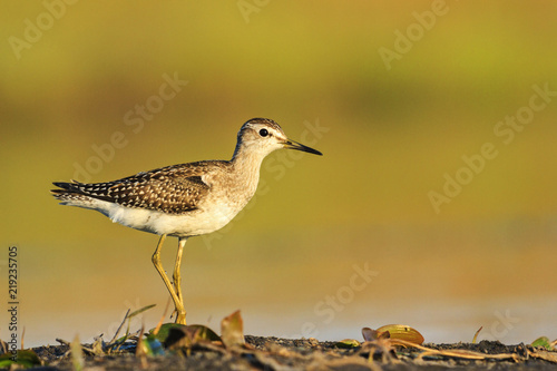 sandpiper standing on one leg against the backdrop of the lake
