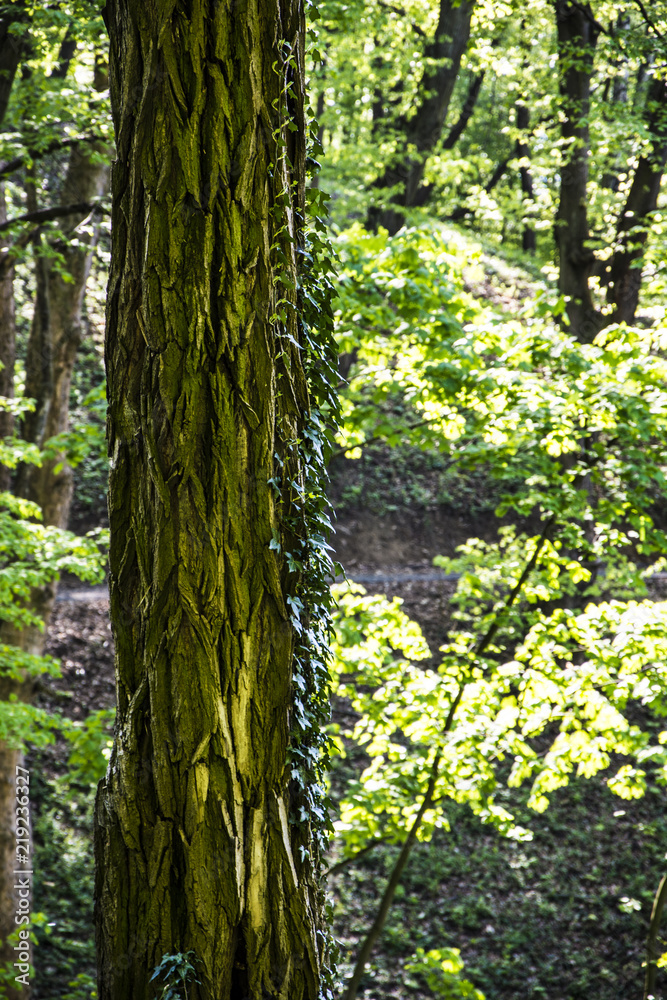 Ivy on the tree Ivy on the tree