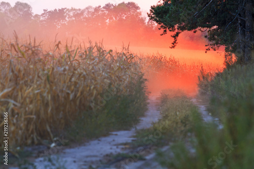Sunset and red dust on the edge of a corn field