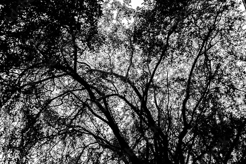 Black and white sky