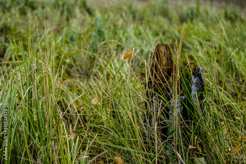Stump in grass