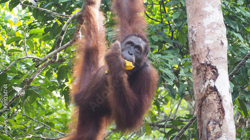 Orang Utan Semenggoh WIldlife