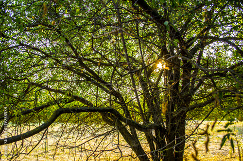 prairie in summer