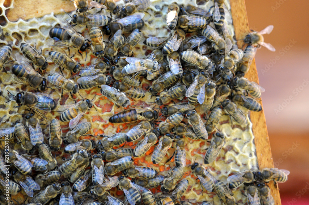 Bee is a uterus on a beehive frame Bee is a uterus on a beehive frame