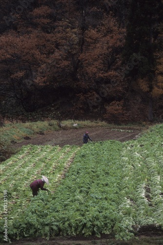 日本の伝統食品のいぶりがっこの製造風景、大根の収穫作業 photo