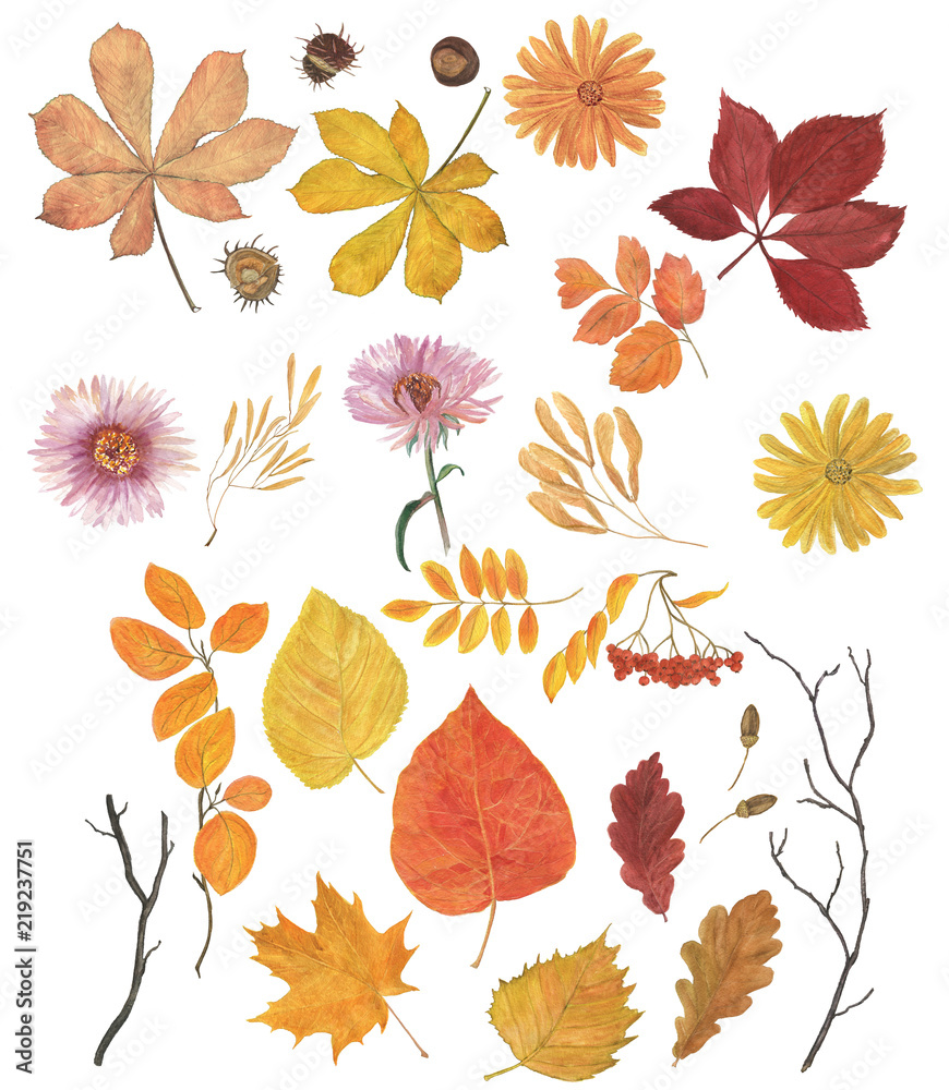 Obraz premium Watercolor painting autumn leaves set. Design elements