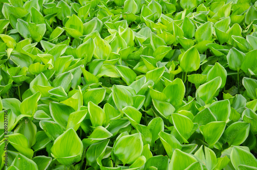 Group Water hyacinth on cover river. Group Water hyacinth on cover river.