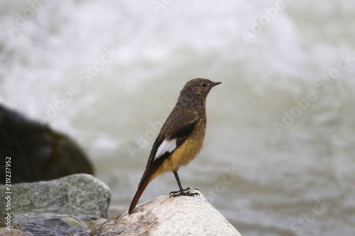 Guldenstadt's redstart, Phoenicurus erythrogastrus, Khardung village, Jammu and Kashmir, India photo