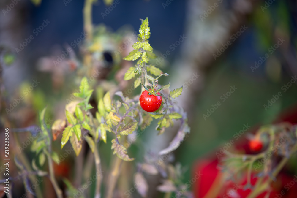 Young tomato on a shrub in the home garden