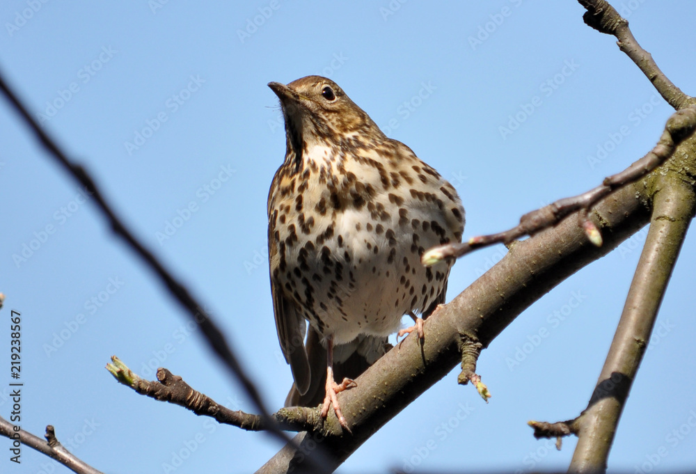 Thrush sitting on a branch of a tree Thrush sitting on a branch of a tree