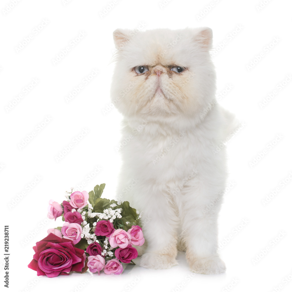 Fototapeta premium white persian cat