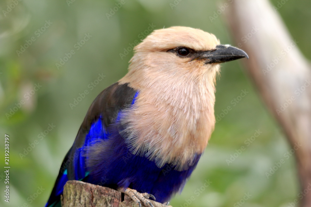 Fototapeta premium Belle couleur d'été