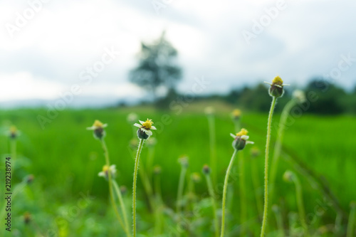 Grass flowers along the vintage color