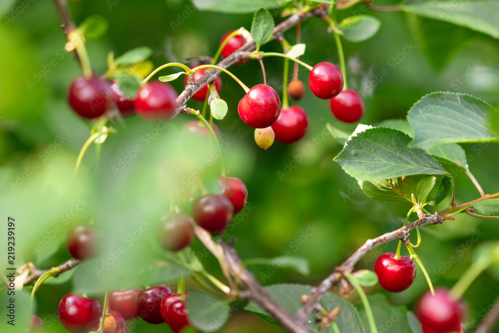 Red ripe cherry on a tree in summer