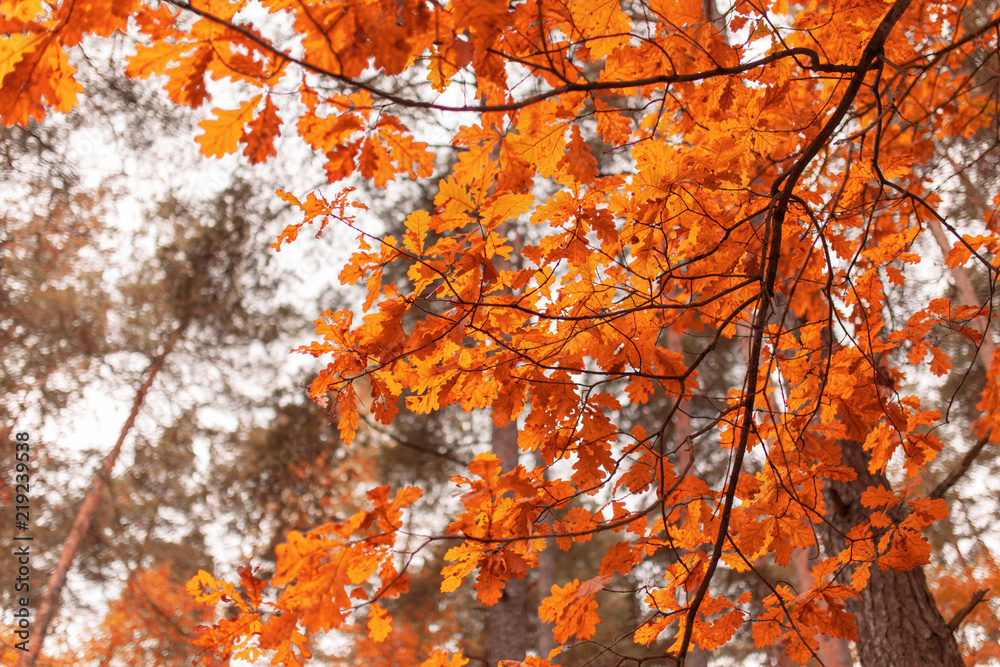 Red leaves on trees in the forest in autumn Red leaves on trees in the forest in autumn