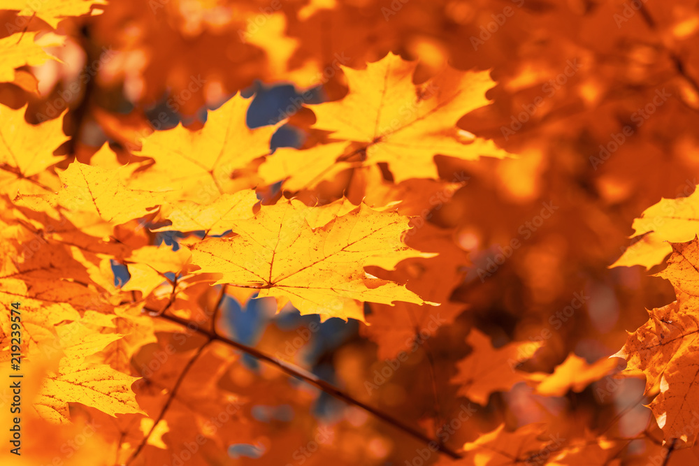 Leaves on a tree in autumn as a background Leaves on a tree in autumn as a background