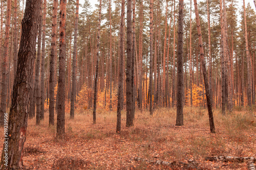 Fototapeta Naklejka Na Ścianę i Meble -  Trees in the forest in autumn as a background