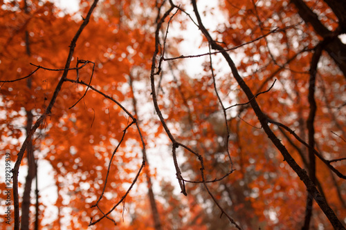 Trees in the forest in autumn as a background © schankz