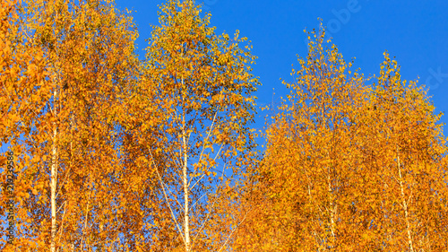 Birches in the forest in autumn as a background