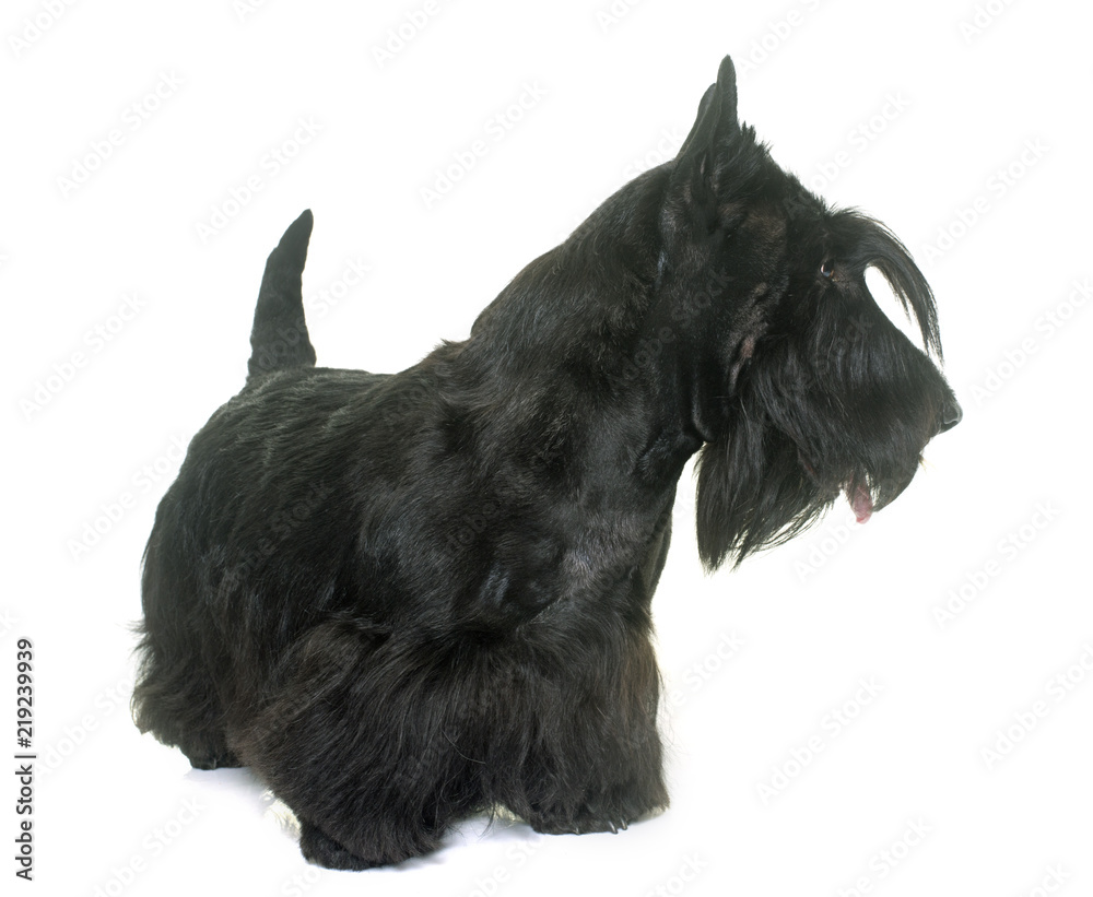 young scottish terrier young scottish terrier