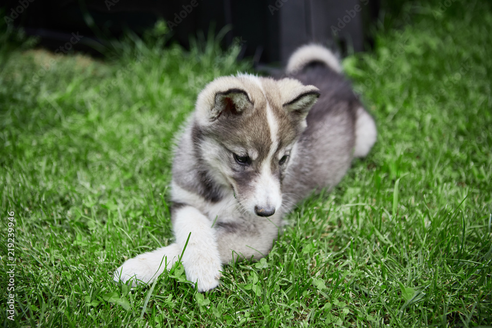 West Siberian Laika puppy