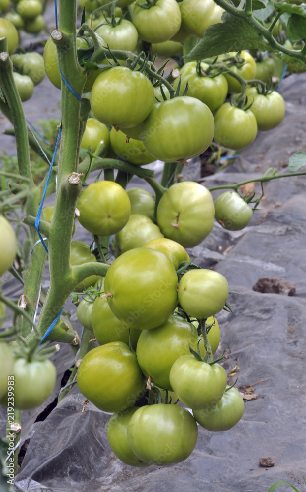 Green tomatoes on the bushes in a polycarbonate greenhouse Green tomatoes on the bushes in a polycarbonate greenhouse