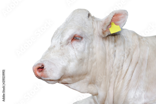 Bull isolated on white. Beautiful big white bull portrait close up. Farm animals. Beef cattle isolated on white.