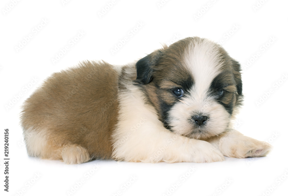 puppy shih tzu