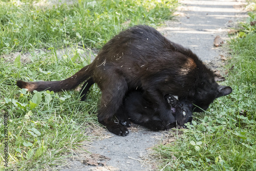The black cat plays outside with a black kitten.