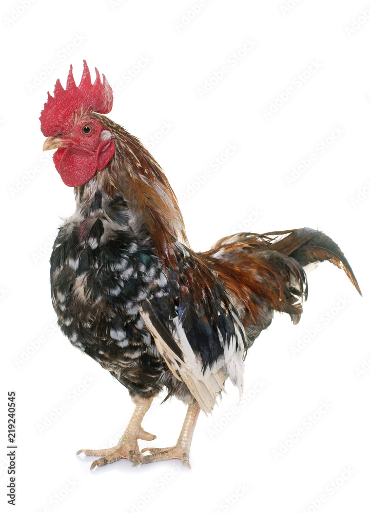 Fototapeta premium serama rooster in studio