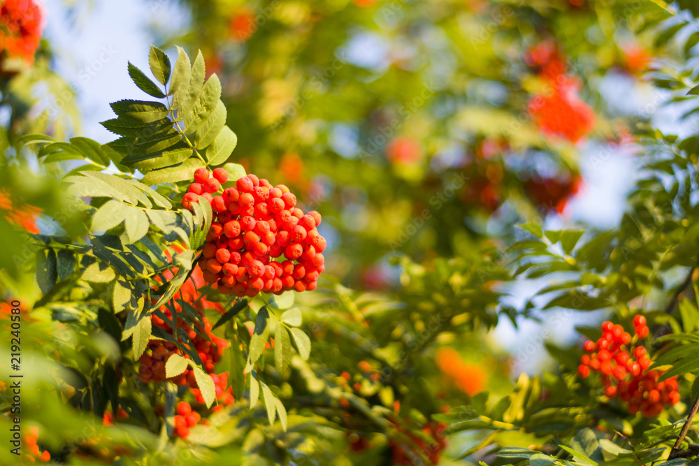 Rowan Bush with orange ripe berries and green leaves on the branches.