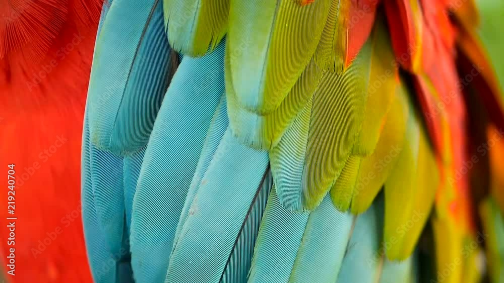 Close up of Red Amazon Scarlet Macaw parrot or Ara macao, in tropical jungle forest. Wildlife Colorful selective focus portrait of bird with vibrant feathers from exotic nature.