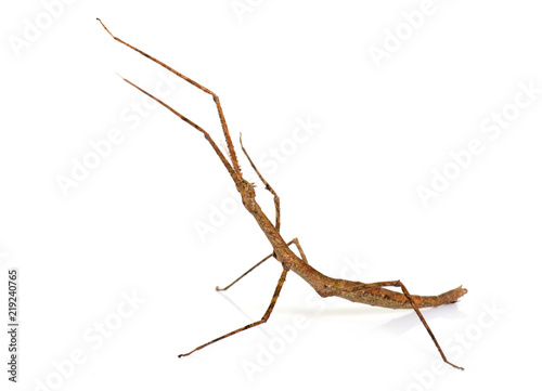 stick insect in studio