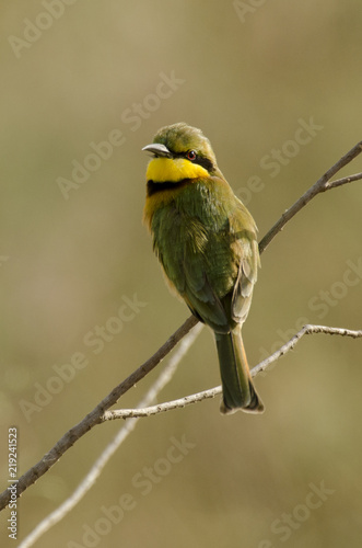 Guêpier montagnard, .Merops oreobates, Cinnamon chested Bee eater, Afrique du Sud photo