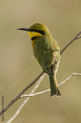 Guêpier montagnard, .Merops oreobates, Cinnamon chested Bee eater, Afrique du Sud photo