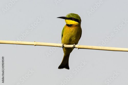 Guêpier montagnard,.Merops oreobates, Cinnamon chested Bee eater, Afrique du Sud photo