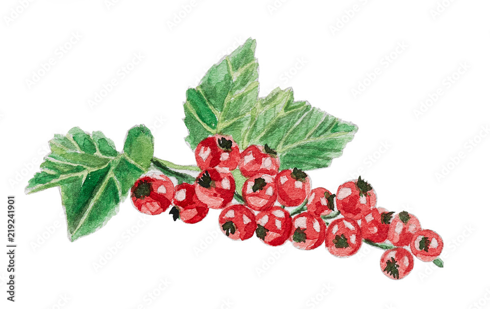 Watercolor bunch of redcurrant isolated on white