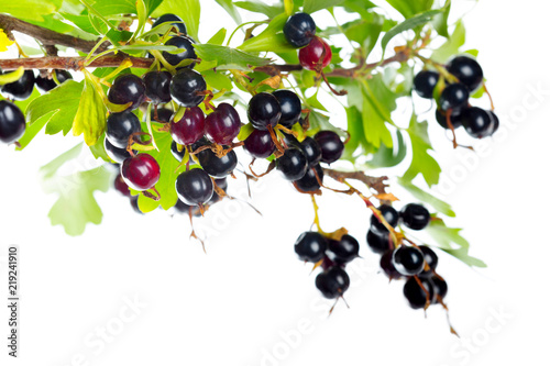 Berries black currant with green leaf. Fresh fruit, isolated on white background.