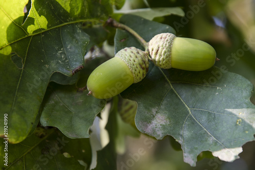 Ripe acorns on the oak tree.