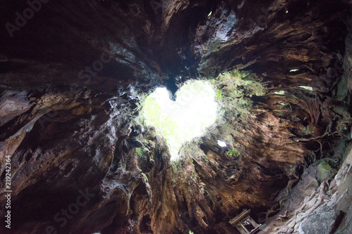 屋久島 ウィルソン株 wilson stump yakushima japan