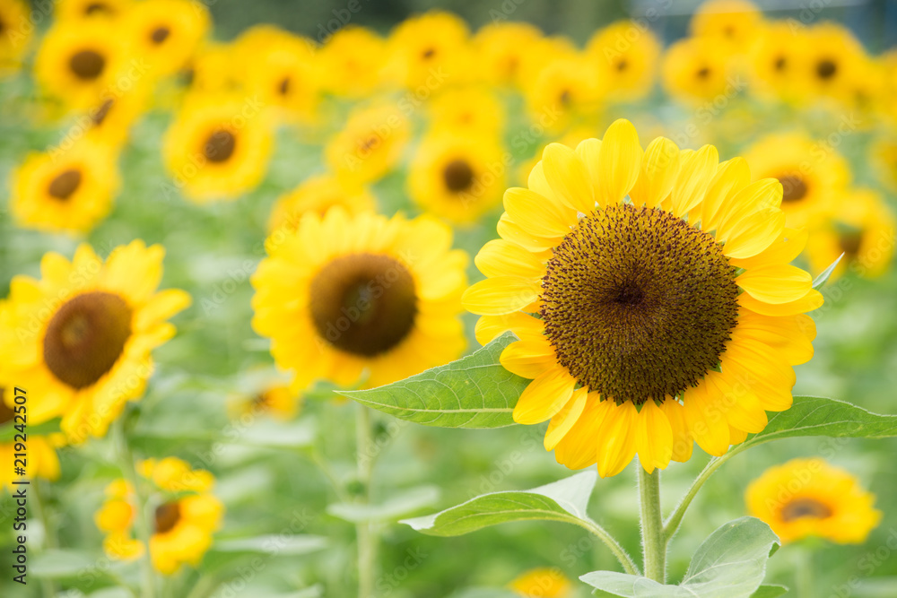 ひまわり sunflower