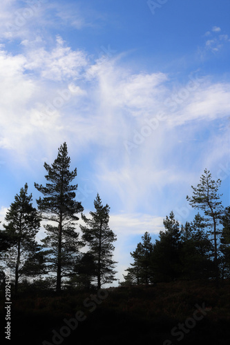 Fir trees silhouetted against sky