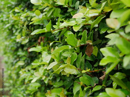 Selective focus of Green Coatbuttons (Ficus Pumila) plant growing on a wall in a bright morning sunlight © OleCNX