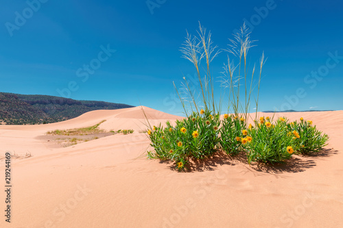 Fototapeta Naklejka Na Ścianę i Meble -  Flowers in the sand dunes of the desert, Coral Pink Sand Dunes State Park, Kanab, Utah.