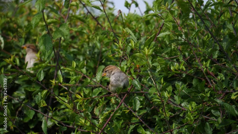 bird in hedgerow summer - sparrow - July 2018 bird in hedgerow summer - sparrow - July 2018