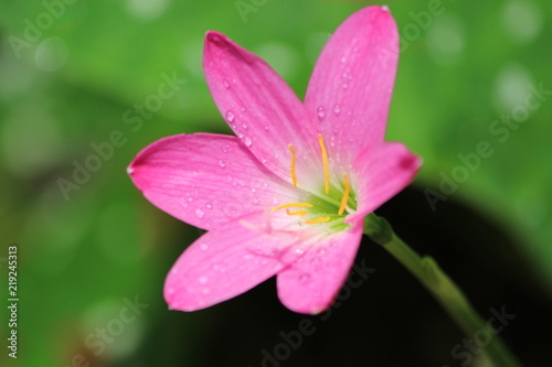 Pink Natural Flower 